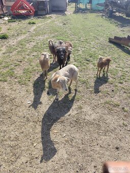 Predám Kamerunske ovce - 2