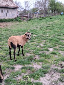 Kametunské ovce - 2