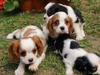Cavalier King Charles Spaniel,cavalier - 2