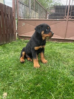 Rotvajler, Rtw, Rottweiler - 2