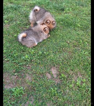 Oranžový špic -Pomeranian - 2