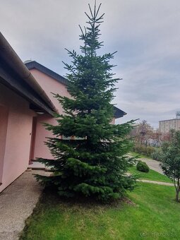 Kaukazská jedľa 6m predám - 2