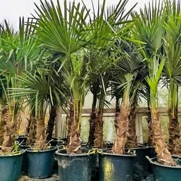 Mrazuvzdorne palmy trachycarpus Fortunei - 2