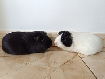 Morčatá ,Morča,Morské prasiatka - 2