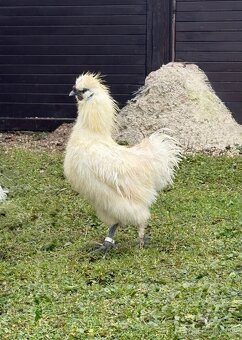 Kohút Hodvábničky (Silkie) - 2