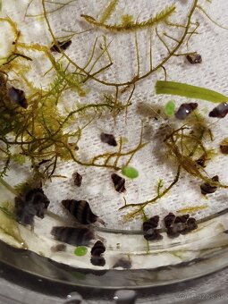 Clea helena – dravé slimáky proti premnoženiu - 2