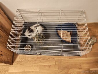 Darujem zajaca samčeka - 2