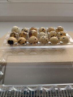 prepeličie vajíčka - 2