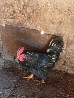 Kohúty domáci mix - 2