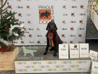 Flat coated retriever - 2