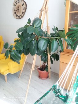 Ficus kaučukovník - 2
