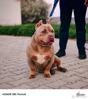 American Bully - 2