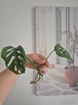Monstera adansonii - zakorenená 4€ - 2