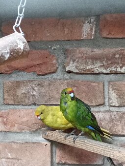 Kakariky - 2