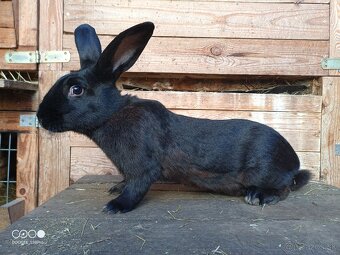 Samica kríženec - 2