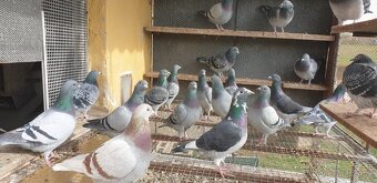 Predám poštové holuby / Eladók postagalambok - 2