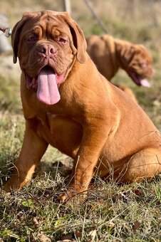 Bordeauxská doga s PP pes - 2