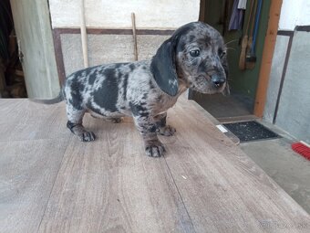 Predám jazveciky steniatka - 2