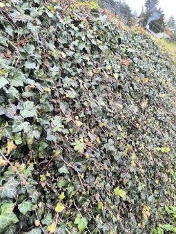 Brečtan popínavý (Hedera helix) – - 2