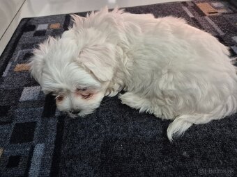 Ponúkam na predaj mini maltazaka - 2