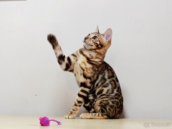 Bengálske mačiatka na predaj - 2