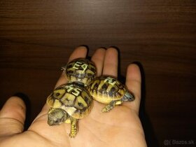 Predám malinké korytnačky - 2