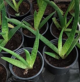 Predám Predám-Aloe vera rastlinku - 2