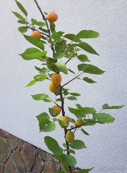 Marhula - 2