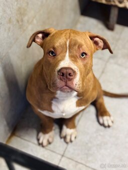 American Bully - 2