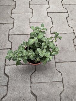 Nádchovník mix - 2