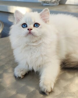 Britské mačiatka❤️extra kvalita❤️Jasmine s PP - 2