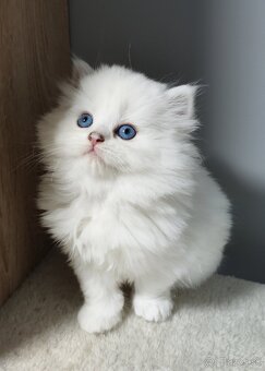 Britské mačiatka s PP❤️extra kvalita❤️ - 2