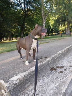 American Bully - 2