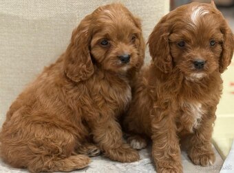 Cavapoo - 2