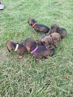 Jazvečík hrubosrsty - 2