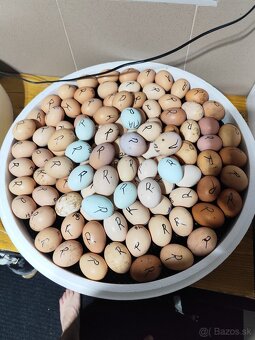 Nasadove vajíčka - 2