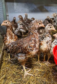 Nosnice, mládky, kuriatka - 2