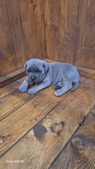 cane corso - 2