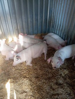 Odstavčata 25kg - 2