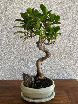 Fikus Ficus Retusa bonsaj1 - 2