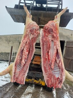 Jatočne ošipane - 2