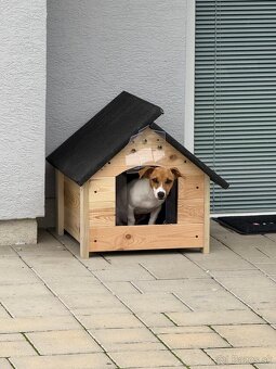 Predám 5 mesačnú fenku jack russell - 2