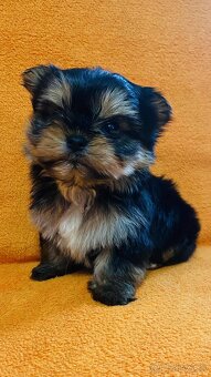 Yorkshirsky teriér, Yorkshire, Biewer, Jork - 2