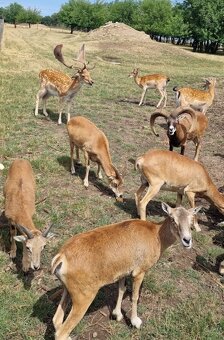 muflonia zver a dancia zver - 2