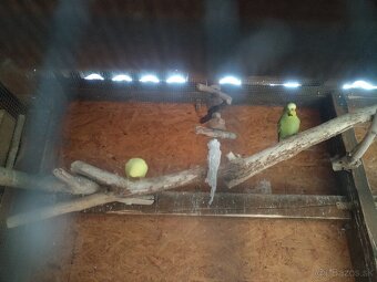 Výstavné andulky 2025,2024 - 2