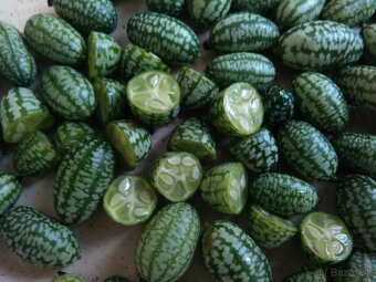 Cucamelon (Melotria scabra) - semená - 2