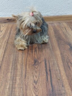 Yorkshirsỳ terier mini - 2