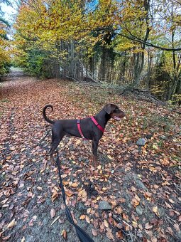 Len do dobrých rúk - 2