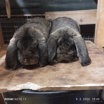 Francúzsky barani sámce - 2