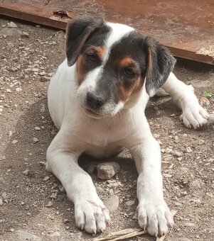 Jack Russel - 2